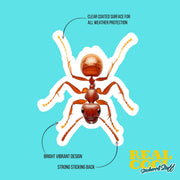 Ant Sticker | Red Ant Sticker | Fire Ant Sticker
