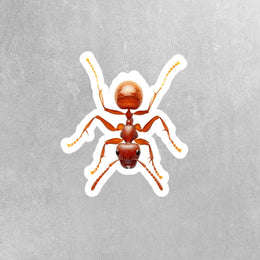 Ant Sticker | Red Ant Sticker | Fire Ant Sticker