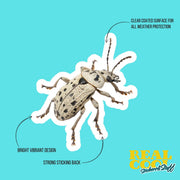 Vibrant Weevil Sticker - Waterproof, Weatherproof Vinyl Bug Sticker for Laptop, Water Bottle, Car, Nature Lovers