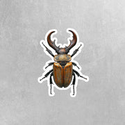 Stag Beetle Sticker - Beetle Decal - Unique Insect Art for Journals, Laptops & Decals - Nature Lover Gift, Waterproof, Durable Design