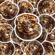 Ball Python Sticker - Python Sticker - Ball Python Decal