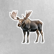 Moose Sticker - Cute Moose Vinyl Decal for Home Decor, Laptop, Water Bottle & More - Woodland Animal Art