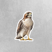 Hawk Sticker | Hawk Decal | Perfect Gift for Bird Watchers & Hawk Enthusiasts