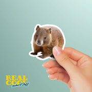 Wombat Sticker | Cute Animal Vinyl Decal | Perfect for Laptops, Water Bottles & Journals | Gift for Animal Lovers