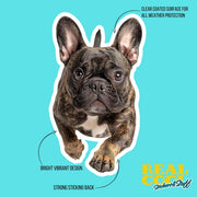French Bulldog Running Sticker - Frenchie Decal for Water Bottles, Car & Laptop - Cute Brindle French Bulldog Dog Vinyl Decal
