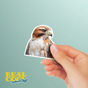 Hawk Sticker | Hawk Head Vinyl Decal for Car, Laptop & Water Bottle | Wild Bird Art % Nature Lover Gift