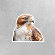 Hawk Sticker | Hawk Head Vinyl Decal for Car, Laptop & Water Bottle | Wild Bird Art % Nature Lover Gift