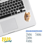 Pomeranian Running Sticker - Pomeranian Decal for Water Bottles, Car & Laptop - Cute Pomeranian Dog Vinyl Decal