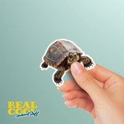 Box Turtle Sticker | Box Turtle Decal | Turtle Sticker