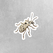Vibrant Weevil Sticker - Waterproof, Weatherproof Vinyl Bug Sticker for Laptop, Water Bottle, Car, Nature Lovers