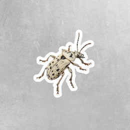 Vibrant Weevil Sticker - Waterproof, Weatherproof Vinyl Bug Sticker for Laptop, Water Bottle, Car, Nature Lovers