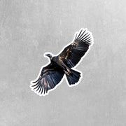 Vulture Sticker | Flying Vulture Decal for Cars, Laptops & Water Bottles | Unique Bird Art for Nature Lovers