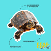 Box Turtle Sticker | Box Turtle Decal | Turtle Sticker