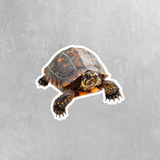Box Turtle Sticker | Box Turtle Decal | Turtle Sticker