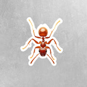 Ant Sticker | Red Ant Sticker | Fire Ant Sticker
