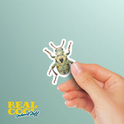 Vibrant Weevil Sticker - Waterproof, Weatherproof Vinyl Bug Sticker for Laptop, Water Bottle, Car, Nature Lovers