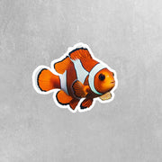 Clown Fish Sticker | Colorful Clown Fish Decal for Water Bottles, Laptops & More - Cute Marine Life Decor
