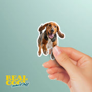 American English Coon Dog Running Sticker | American English Coon Sticker