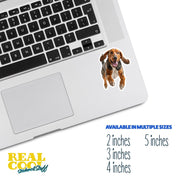 American English Coon Dog Running Sticker | American English Coon Sticker