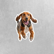 American English Coon Dog Running Sticker | American English Coon Sticker