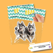 Alaskan Klee Kai Sticker | Running Alaskan Klee Kai Sticker
