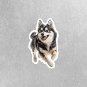 Alaskan Klee Kai Sticker | Running Alaskan Klee Kai Sticker