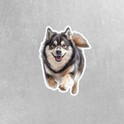 Alaskan Malamute Sticker | Running Alaskan Malamute Sticker