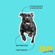 Cane Corso Sticker | Running Cane Corso Sticker