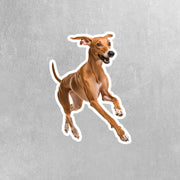 Azawakh Sticker | Running Azawakh Dog Sticker