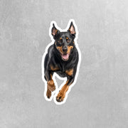 Beauceron Sticker | Running Beauceron Dog Sticker
