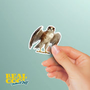 Hawk Sticker | Hawk Decal | Hawk