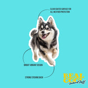Alaskan Klee Kai Sticker | Running Alaskan Klee Kai Sticker