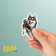 Alaskan Klee Kai Sticker | Running Alaskan Klee Kai Sticker
