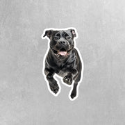 Cane Corso Sticker | Running Cane Corso Sticker