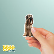 Briard Sticker | Briard Dog Sticker | Walk The Dog Sticker