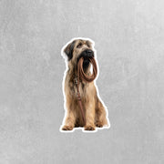 Briard Sticker | Briard Dog Sticker | Walk The Dog Sticker