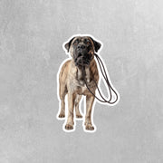 Bull Mastiff Sticker | Bull Mastiff Decal | Walk The Dog Sticker