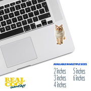 Thai Red Point Cat Sticker | Cat Sticker | Cat Decal