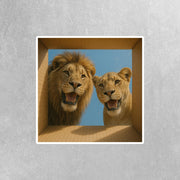 Lion Sticker | Lion Stickers | Lion Decal | Lion Couple in a Box Sticker