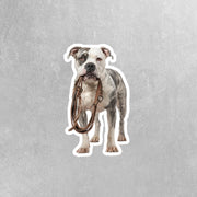 American Bulldog Sticker | Bulldog Sticker | Walk The Dog Sticker