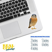 American Kestrel Sticker | American Kestrel Decal | Falcon Sticker