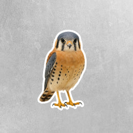 American Kestrel Sticker | American Kestrel Decal | Falcon Sticker
