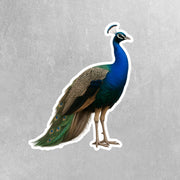 Peacock Sticker - Peacock Decal - Peacock Water Bottle Sticker