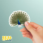 Peacock Sticker - Peacock Decal - Peacock Water Bottle Sticker