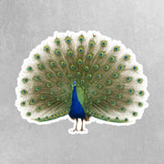 Peacock Sticker - Peacock Decal - Peacock Water Bottle Sticker