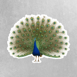 Peacock Sticker - Peacock Decal - Peacock Water Bottle Sticker