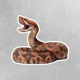 Cottonmouth Snake Sticker