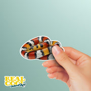 Coral Snake Sticker