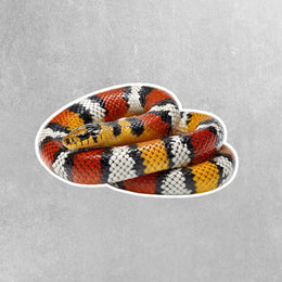 Coral Snake Sticker
