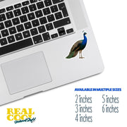Peacock Sticker - Peacock Decal - Peacock Water Bottle Sticker
